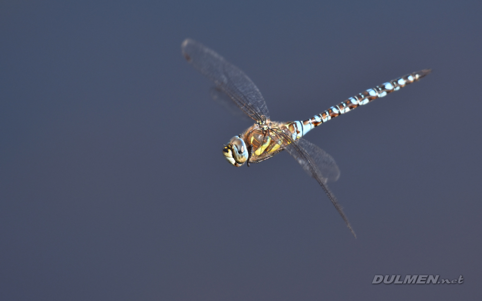 Migrant hawker (Aeshna mixta)